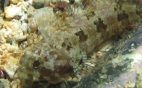 Puffcheek Blenny - Gobioclinus bucciferus