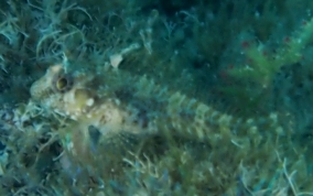 Seaweed Blenny - Parablennius marmoreus