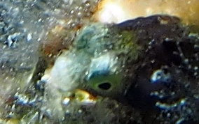 Spinyhead Blenny - Acanthemblemaria spinosa