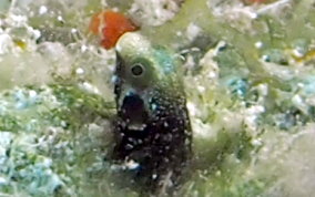 Spinyhead Blenny - Acanthemblemaria spinosa