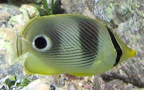 Four Eye Butterflyfish - Chaetodon capistratus 