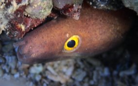 Purplemouth Moray Eel - Gymnothorax vicinus