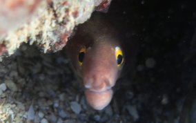 Purplemouth Moray Eel - Gymnothorax vicinus