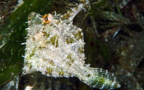 Fringed Filefish - Monacanthus ciliatus