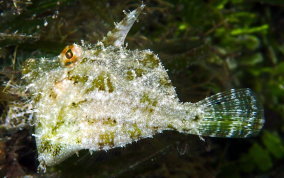 Fringed Filefish - Monacanthus ciliatus