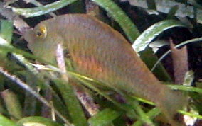 Bucktooth Parrotfish - Sparisoma radians