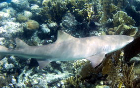 Lemon Shark - Negaprion brevirostris
