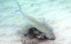 Bonefish - Albula vulpes