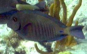 Doctorfish - Acanthurus chirurgus