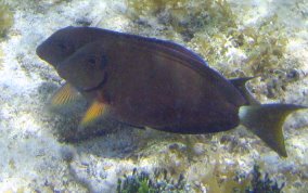 Ocean Surgeonfish - Acanthurus tractus