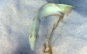 Pearly Razorfish -Xyrichtys novacula