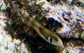 Rosy Razorfish - Xyrichtys martinicensis