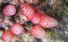 Strawberry Tunicates