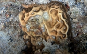 Box Fire Coral -  Millepora squarrosa