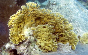 Branching Fire Coral - Millepora alcicornis 