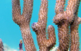 Bent Sea Rod - Plexaura flexuosa