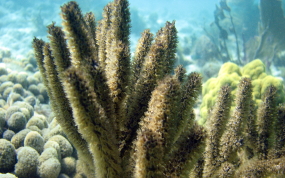 Knobby Sea Rod - Eunicea sp.