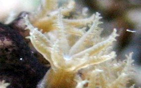 Knobby Sea Rod - Eunicea sp.