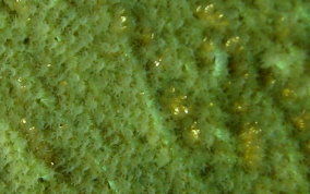  Common Sea Fan - Gorgonia ventalina 