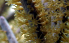 Sea Plume