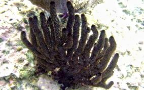 Shelf-Knob Sea Rods - Eunicea succinea