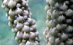 Shelf-Knob Sea Rods - Eunicea succinea