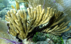 Spiny Sea Fan - Muricea muricata