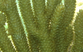Spiny Sea Fan - Muricea muricata