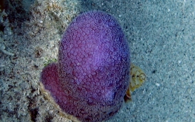 Blue Crust Coral - Porites branneri 