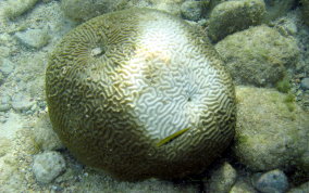 Boulder Brain Coral - Colpophyllia natans