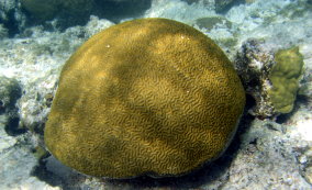 Boulder Brain Coral - Colpophyllia natans