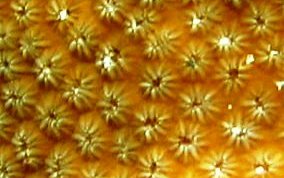 Boulder Star Coral - Montastraea annularis
