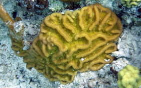 Unknown-Cactus/Maze Coral
