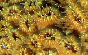 Elliptical Star Coral - Dichocoenia stokesii