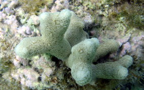 Finger Coral -  Porites furcata