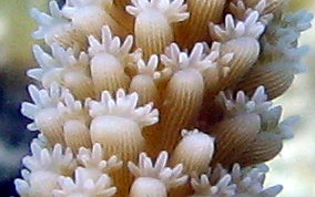 Staghorn Coral Polyps