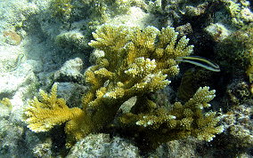 Fused Staghorn Coral - Acropora prolifera