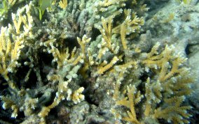 Fused Staghorn Coral - Acropora prolifera