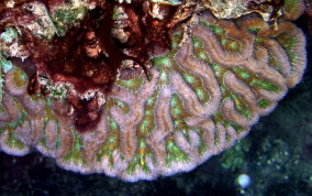 Giant Brain Coral - Colpophyllia natans