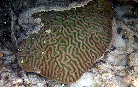 Giant Brain Coral - Colpophyllia natans