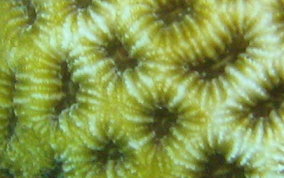 Golfball Coral - Favia fragum