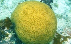 Grooved Brain Coral - Diploria labyrinthiformis