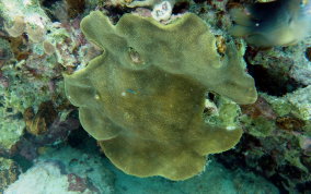 Honeycombed Plate Coral - Porites colonensis (?) 