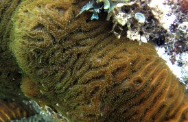 Knobby Brain Coral - Diploria clivosa