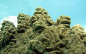 Knobby Brain Coral - Diploria clivosa