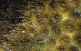 Knobby Star Coral - Solenastrea hyades