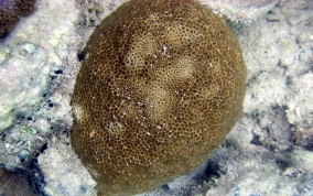 Knobby Star Coral - Solenastrea hyades