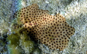 Lesser Starlet Coral - Siderastrea radians
