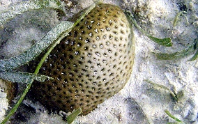 Lesser Starlet Coral - Siderastrea radians