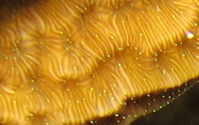 Lettuce Coral - Agaricia spp. 